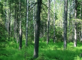 Finnish forest