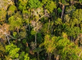 An FSC-certified forest in Madre de Dios, Perú. 