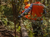 Two men wearing protective equipment walk beside a fallen log in a forest.