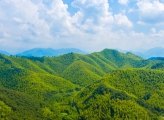 Bamboo forest
