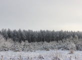 Boreal forest