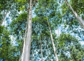 Forest trees in Uganda