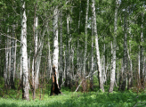 Birch forest