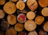 Tropical timber