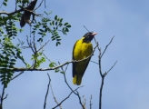 Ugandan birds