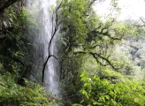 Forest Brazil