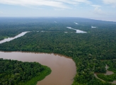 Forest Brazil
