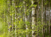 Birch trees in Lithuania