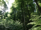 Forest Germany