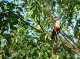 Bird in the forest