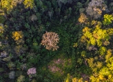 Peru forest