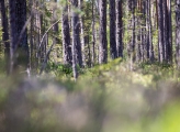 Forest Sweden