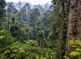 Forest Indonesia