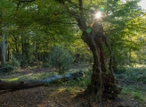 Forest in the UK