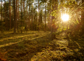 Forest Lithuania