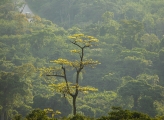 Uganda forest