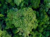 Forest Brazil