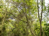 Forest Uganda