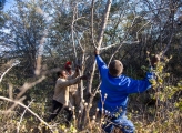 Bush harvesters cut a tree