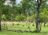Zambia forest