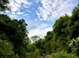 Zambia forest