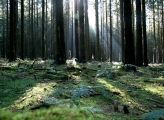 Forest Belgium