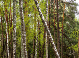 Lithuania forest
