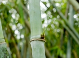 Bamboo
