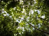 Forest Uganda