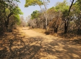 Zimbabwe forest