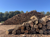 Latvia logs