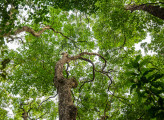Kenya forest
