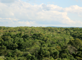 Forest landscape in Brazil with dense green vegetation and trees.