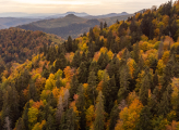 Romania forest
