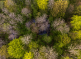 Bird view of a forest