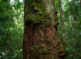 Forest Cameroon