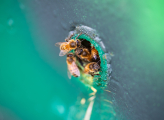 Bees Lithuania