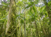 Atlantic forest Argentina