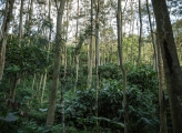 Indonesian Forests