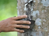 Natural rubber