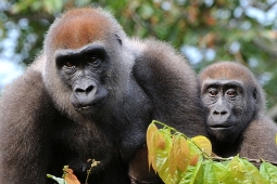 Monkeys  from Gabon
