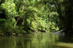 About us_Asia_Indonesia forest_Ecosystem services